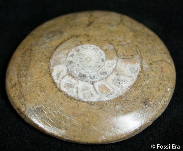 Polished Goniatite Button - Morocco #2457
